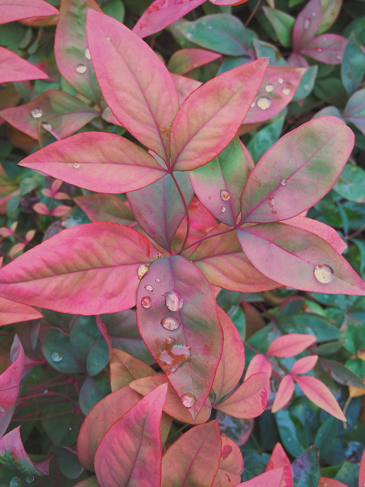 pink, green, plant, leafs, water, droplets, flowers