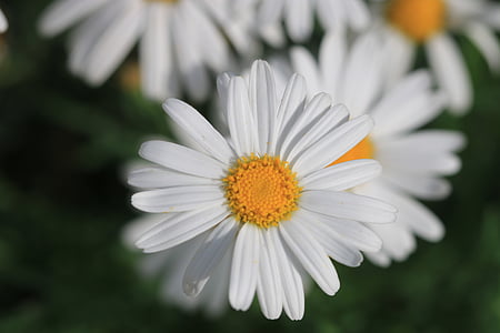 Daisy, vit, blomma, Anläggningen, naturen, blommor, grön