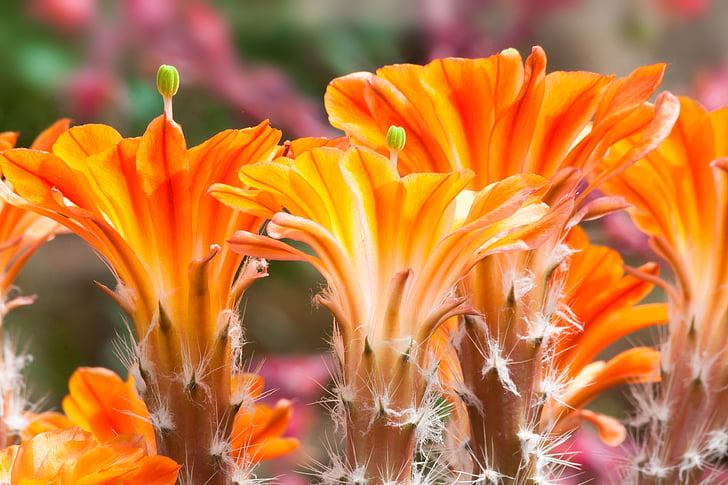 cactus, flor, floración, naranja, amarillo, planta, Espinosa