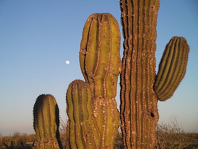 Meksika, ay, kaktüs, büyük, çöl, saguaro kaktüsü, doğa