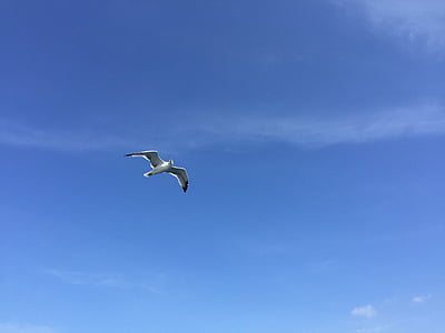 seagull, blue sky, air, fly, bird, sky, blue