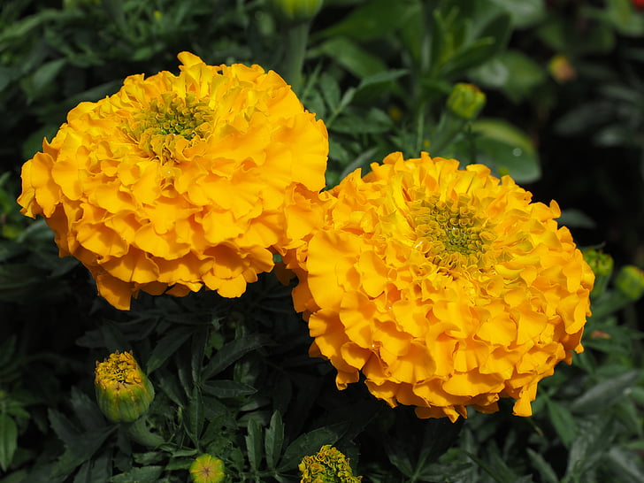 Marigold, bunga, Blossom, mekar, kuning, Marigold, carnation Turki