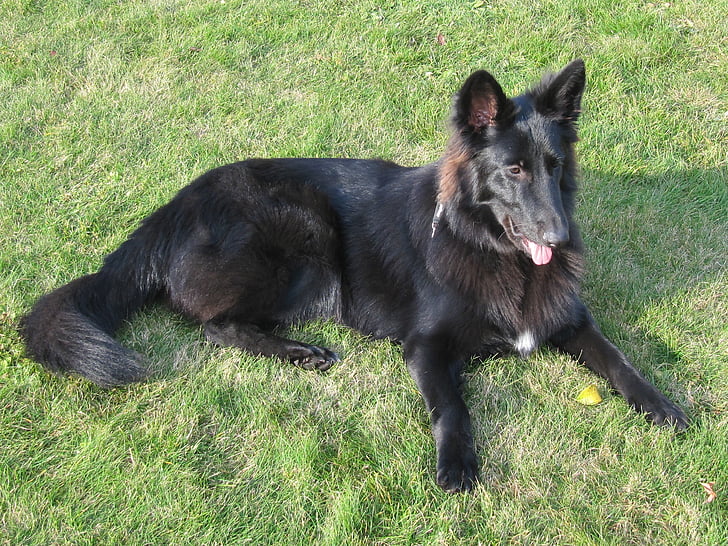 dog, black, schäfer dog, belgian shepherd dog, groenendael, pet, animal