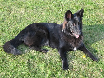 chien, noir, chien de Schäfer, chien de berger belge, Groenendael, animal de compagnie, animal