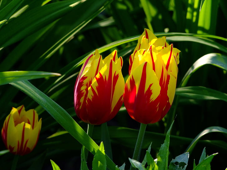 vermell, groc, pètal, flor, tulipes, Tulipa, llit