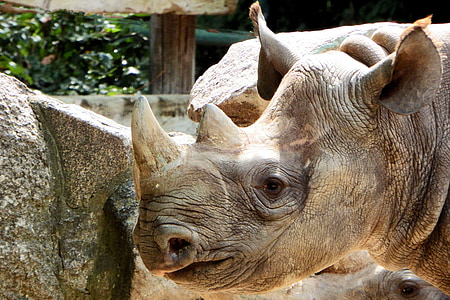 Rhino, rogi, Głowica, portret zwierząt, ogród zoologiczny, zwierzęta