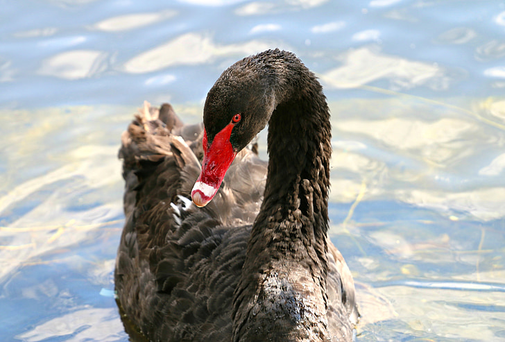 swan, black, bird, black swan, beak, elegant, grace