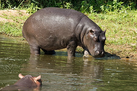 Hippo, Hippopotamus, vekttap, dyr, dyreliv, Afrika, pattedyr