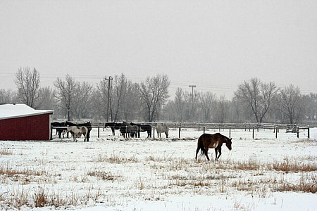 cheval, Ranch, équitation aux Jeux, animal, rural, équins, pâturage