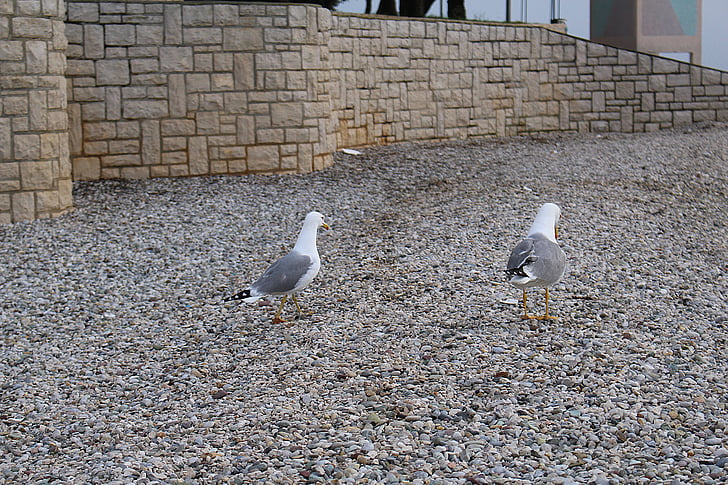 gulls, waterfowl, sea ​​gulls