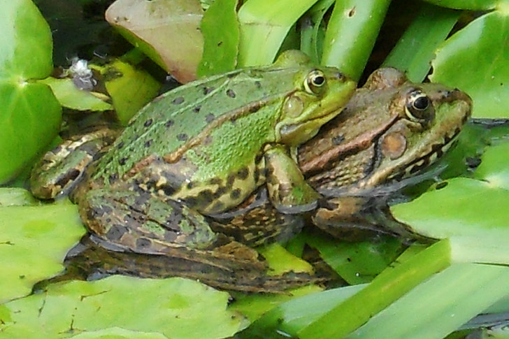 frosker, dammen, kjærlighet, sammenkobling, sex, frosk, natur