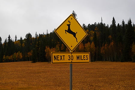 sign, road, jumping deer, warning, yellow, road Sign