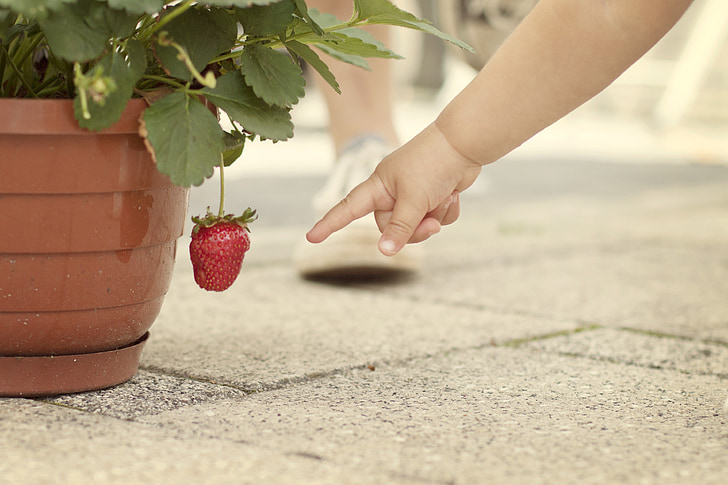 maasikas, Näita, punane, sõrme, käsi, lapse, puu