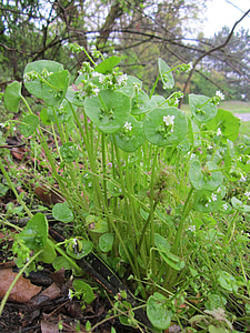 claytonia perfoliata, インドのレタス, 春の美しさ, 冬スベリヒユ, マイナーのレタス, フローラ, 植物学