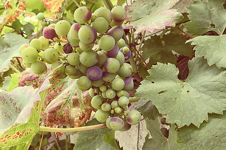 viinamarjad, Grapevine, viinapuu, viinapuude stock, Rebstock, roheline, sinine