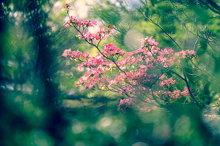 landskapet, naturlig, blomster, Arboretet, anlegget, Japan, grønn