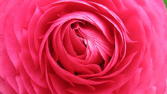 kukka, sisäinen, Blossom, Bloom, punainen, Kaunis, Center