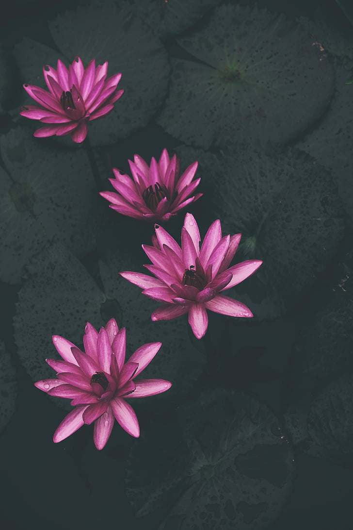 waterlily, nhà máy, màu hồng, cánh hoa, Hoa, Thiên nhiên, nước