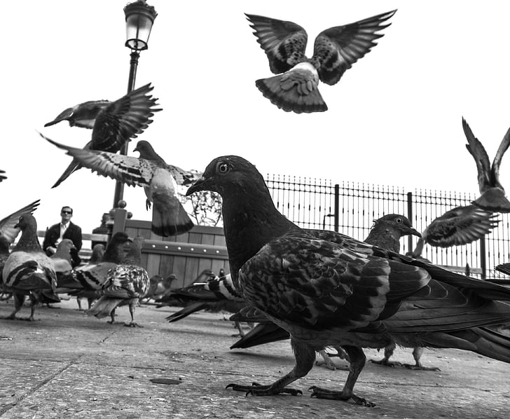 pigeon, bird, animal, nature, pen, animals, sky