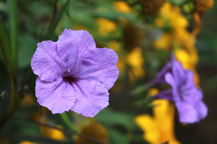 紫色の花, 工場, マクロ, ボタニカル, 花