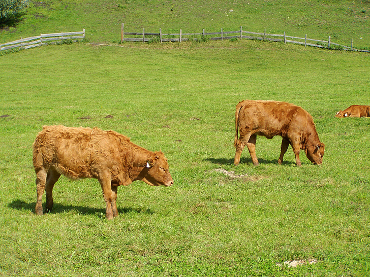 brown calves, cattle, green pastures, livestoke, cows, field, spring