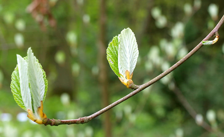 spring, tree, branch