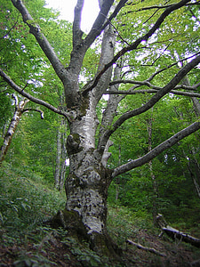 ブナ, ツリー, フォレスト, 自然, 落葉性の高木