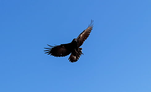 Cuervo americano, vuelo, Ave, fauna, animal, alas, pájaro