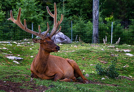 Deer, Plume, eläimet, Luonto, Wildlife, Sakara, eläinten