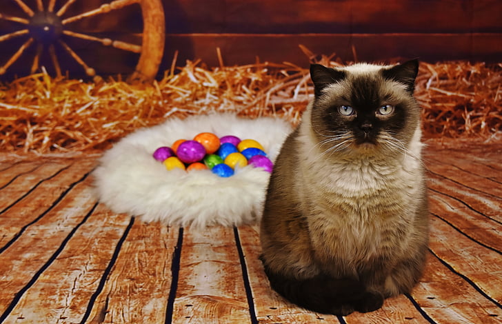 macska, brit Rövidszőrű, telivér, szőrme, a körülöttünk lévő világ, Húsvét, színes tojás