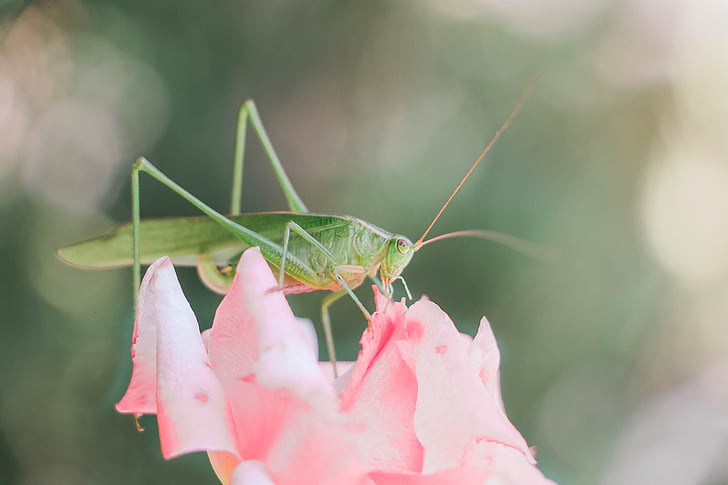 grasshopper, bug, insect, green, pink, light, airy