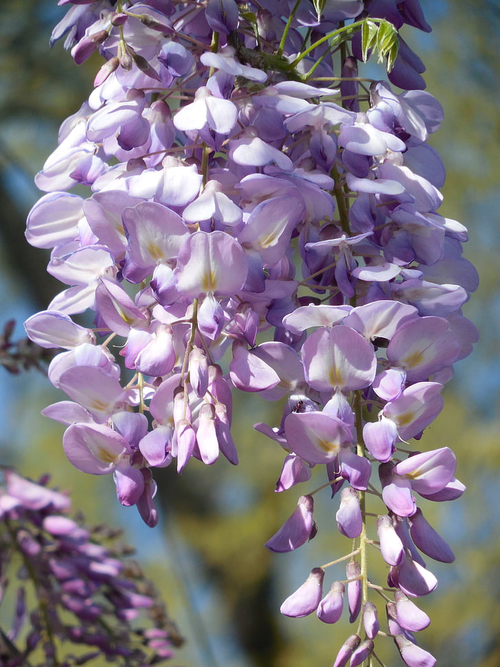 wisteria, Bloom, Violeta, puķe, balta, ceriņi, Pavasaris
