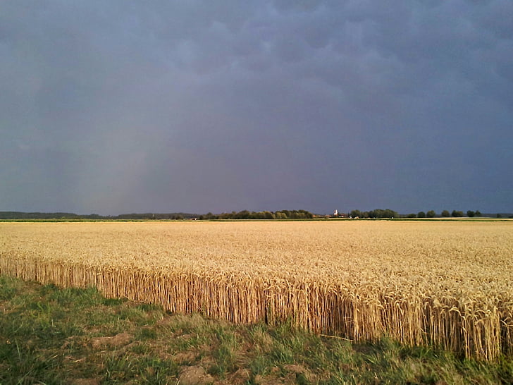 field, thunderstorm, gewitterstimmung, agriculture, nature, rural Scene, farm
