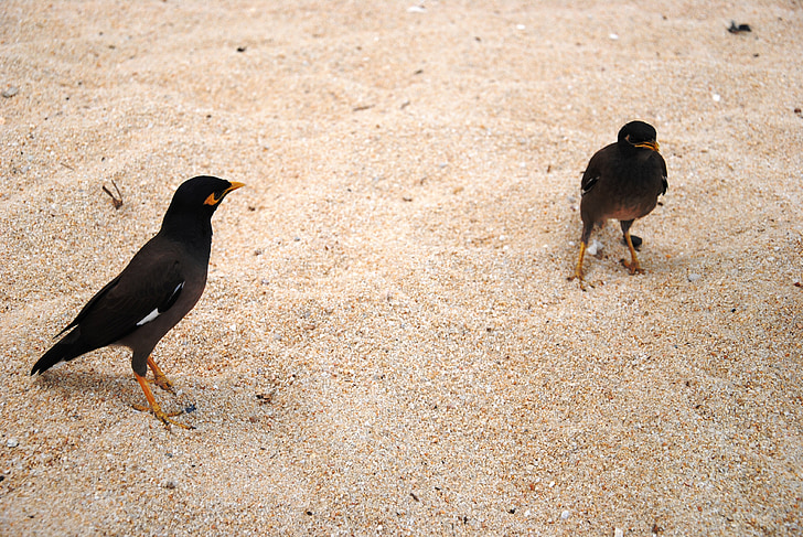 aves, Playa, arena, negro, Tailandia, naturaleza, Costa