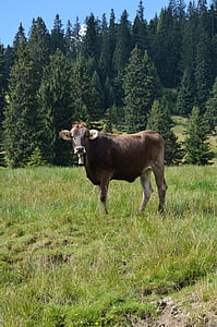 cow, landscape, mountain meadows, alm, graze