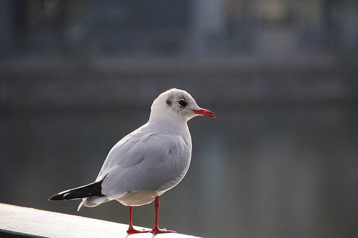 seagull, bird, city pigeon, close