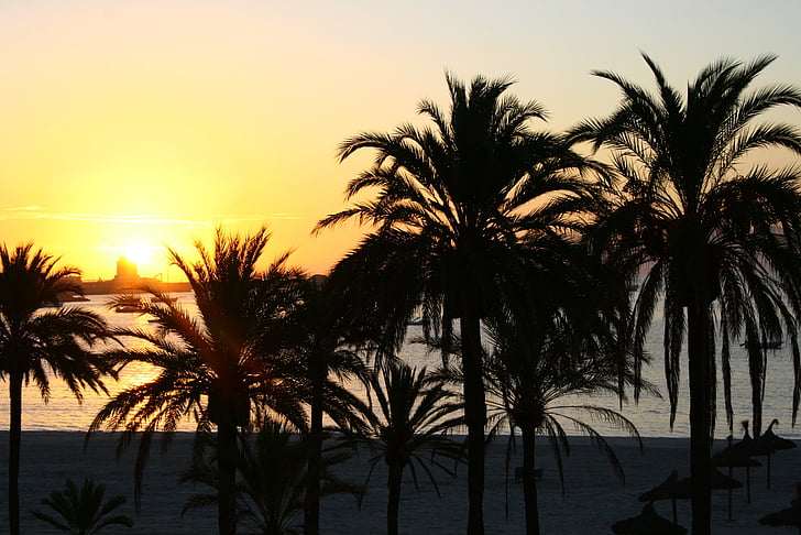 saulriets, palmas, pludmale, brīvdienas, vakarā