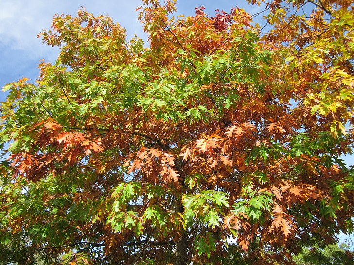 Quercus rubra, punane tamm, meister tamm, lehed, Sügis, lehestik, puu