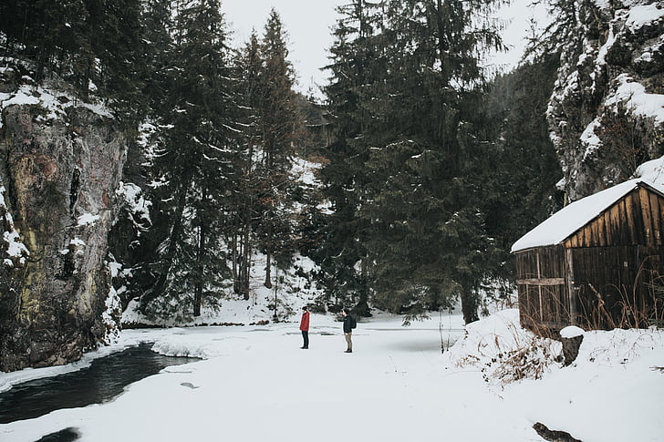 trees, plant, nature, highland, snow, winter, landscape