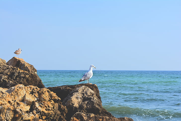 gull, cliff, stone, seaside, great, black sea, blue