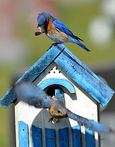 Modrý pták, pták, Voliéra, Příroda, zvíře, volně žijící zvířata, posazený