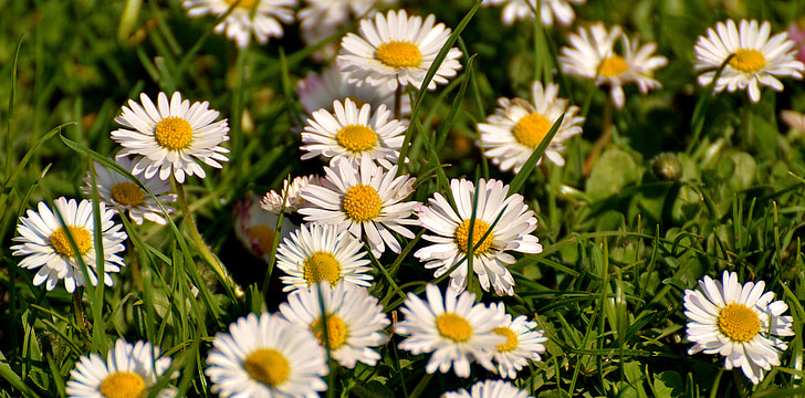 Daisy, padang rumput, mekar, bunga, musim semi, putih, alam