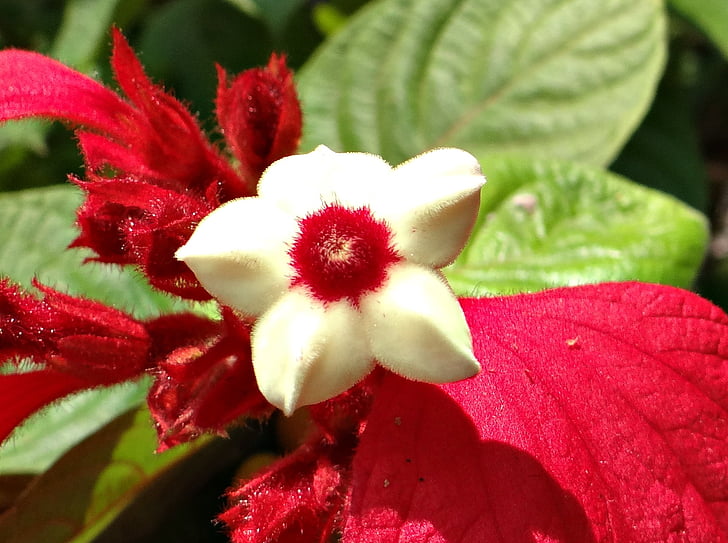 Mussaenda, fleur, rouge, étamine, Dharwad, Inde