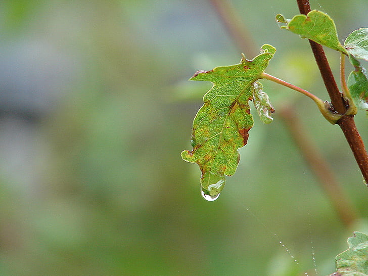 Drip, kvapky vody, Zavrieť, dažďová kvapka, Príroda, Leaf, rastlín
