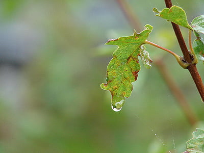 drip, drop of water, close, raindrop, nature, leaf, plant