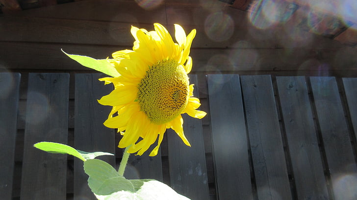 girasol, bokeh, luz del sol, verano, amarillo, naturaleza, flor