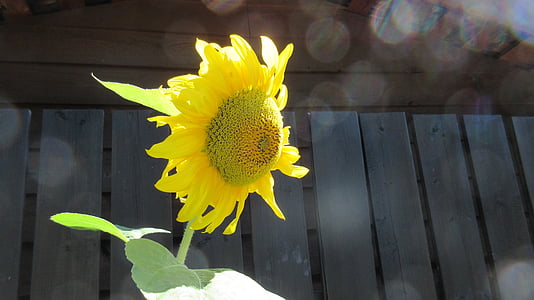 Słonecznik, bokeh, światło słoneczne, Latem, żółty, Natura, kwiat