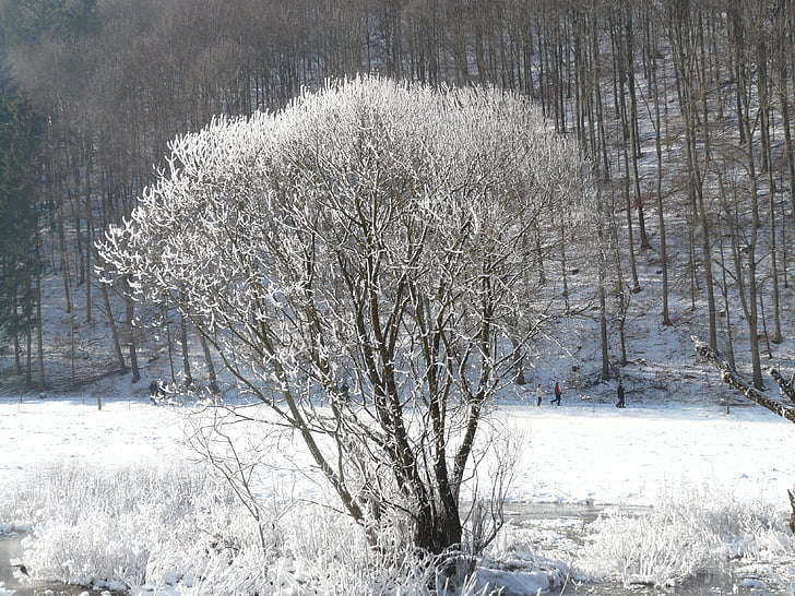 albero, hoarfrost, neve, luce posteriore, neve profonda, invernale, inverno