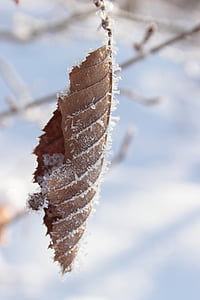 잎, 프 로스트, 냉동, 감기, 잎, 흰, 얼음