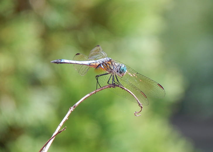 dragonfly, insect, land, fly, nature, summer, wings